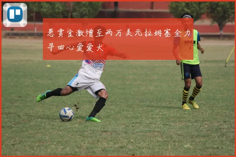 悬赏金激增至两万美元拉姆塞全力寻回心爱爱犬